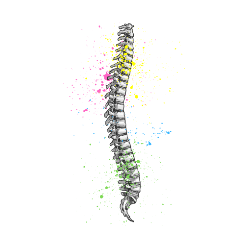 spine image